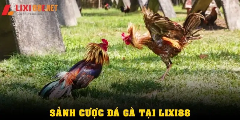 Đá gà lixi88