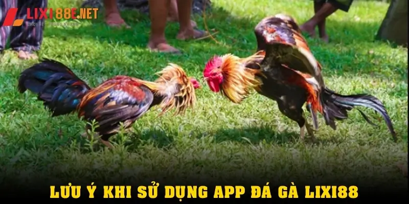 Những lưu ý khi sử dụng app đá gà Lixi88